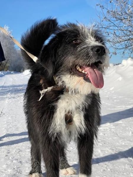 Familienhündin Alice