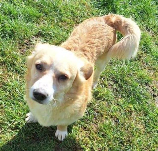 ZONIK -verschmuster Familienhund-