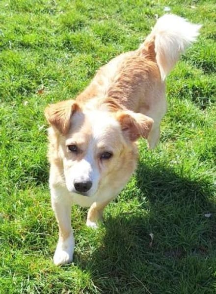 ZONIK -verschmuster Familienhund-