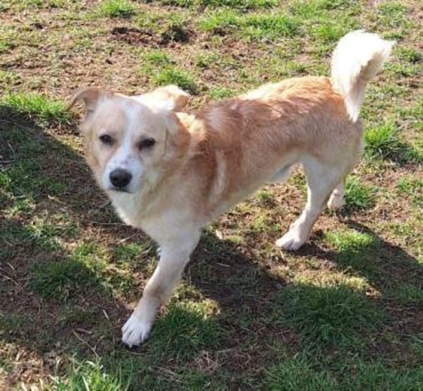 ZONIK -verschmuster Familienhund-