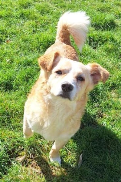 ZONIK -verschmuster Familienhund-