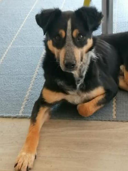 Zulu, großes Herz mit viel Potenzial