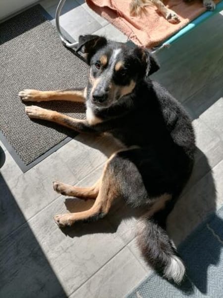 Zulu, großes Herz mit viel Potenzial