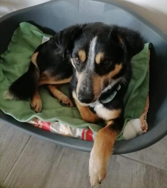 Zulu, großes Herz mit viel Potenzial