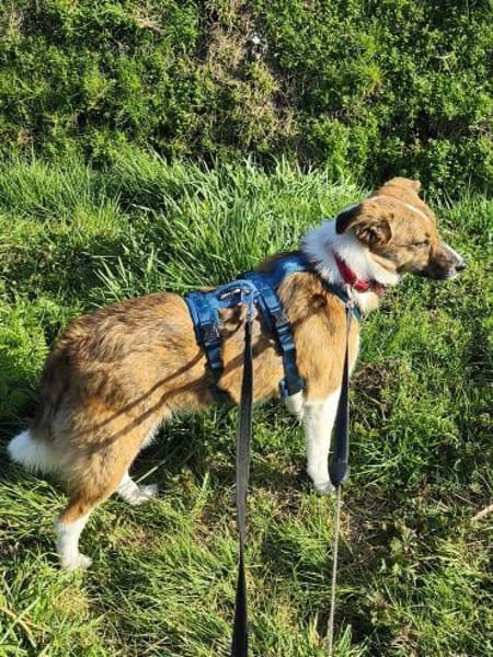 Nelly - sucht verständnisvolle Menschen