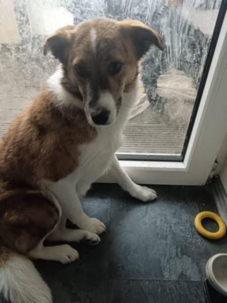 Nelly - sucht verständnisvolle Menschen