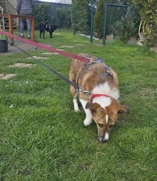 Nelly - sucht verständnisvolle Menschen