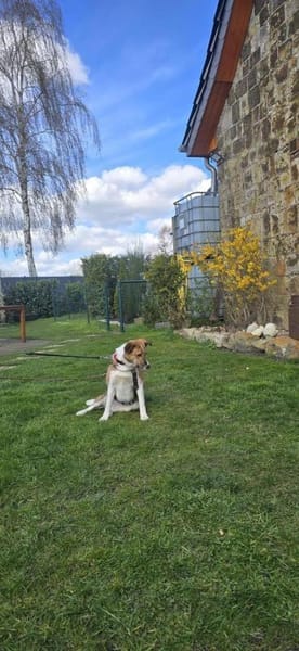 Nelly - sucht verständnisvolle Menschen