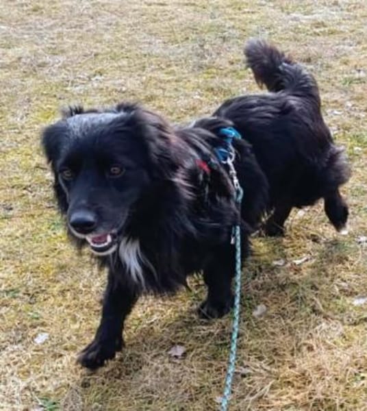 lieber Rüde Kiro auf PS 90765