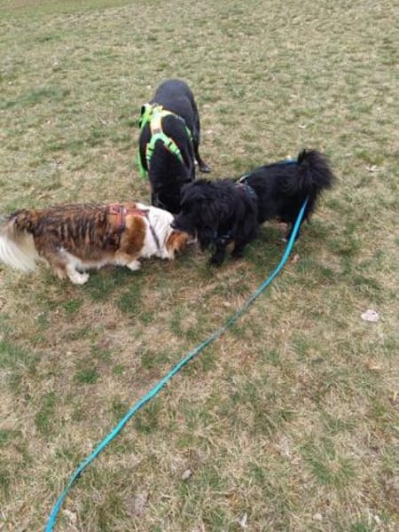 lieber Rüde Kiro auf PS 90765