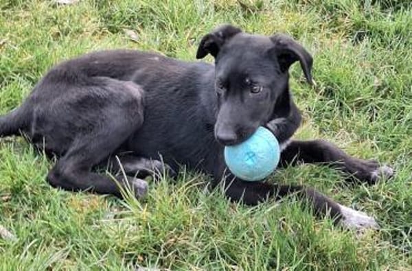 ELYRA -rundum tolles Hundekind-