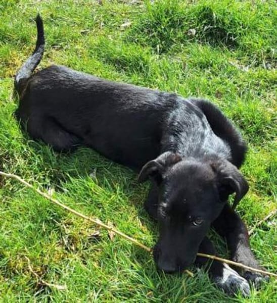 ELYRA -rundum tolles Hundekind-