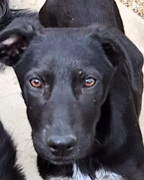 ELYRA -rundum tolles Hundekind-