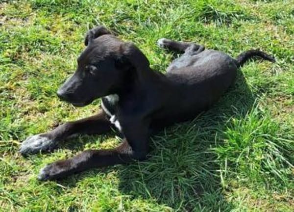 ELYRA -rundum tolles Hundekind-