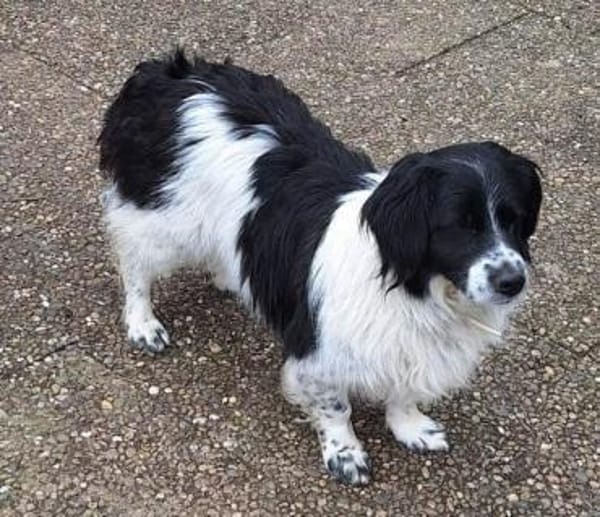 PARODIE -verschmuste Familienhündin-