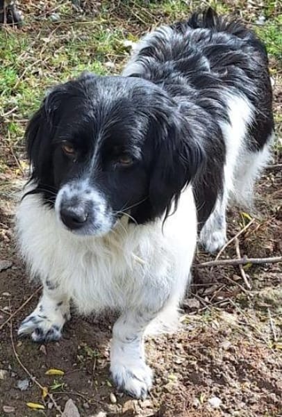 PARODIE -verschmuste Familienhündin-