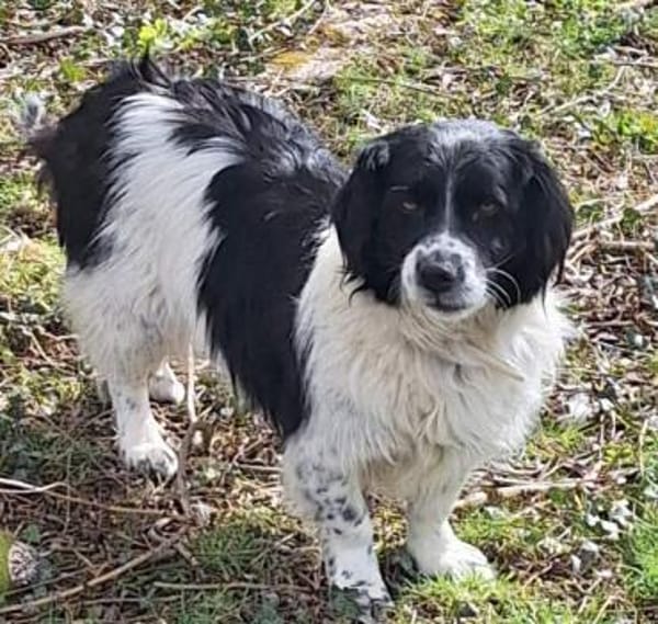 PARODIE -verschmuste Familienhündin-