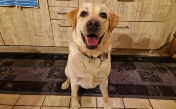 Yue sucht eine aktive Familie