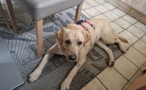 Yue sucht eine aktive Familie