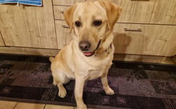 Yue sucht eine aktive Familie