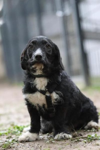 Yasko sucht liebevolle Familie....