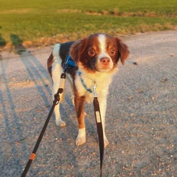 Tala - ist schüchtern