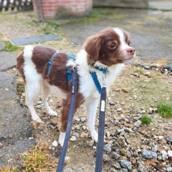 Tala - ist schüchtern