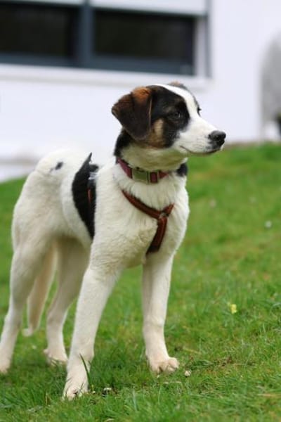 L'ours sucht sein Glück ...