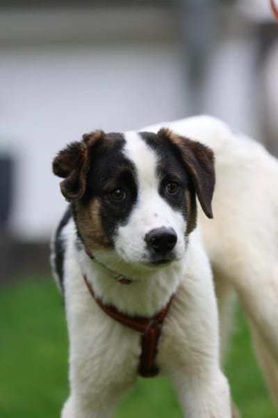 L'ours sucht sein Glück ...