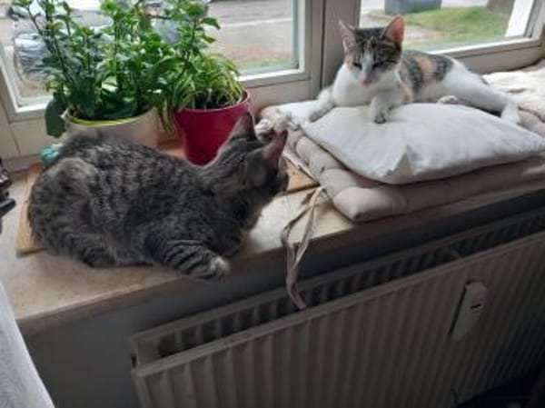 Banshee BanBan & Muffin suchen Familie