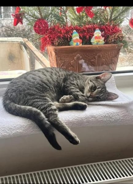 Banshee BanBan & Muffin suchen Familie