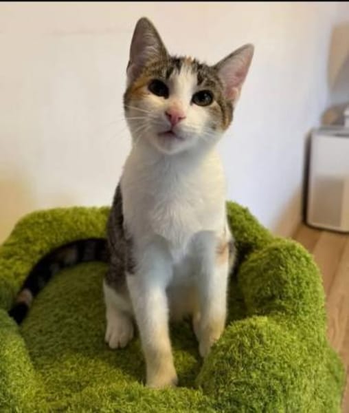 Banshee BanBan & Muffin suchen Familie