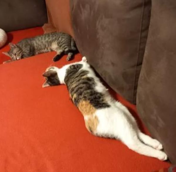 Banshee BanBan & Muffin suchen Familie