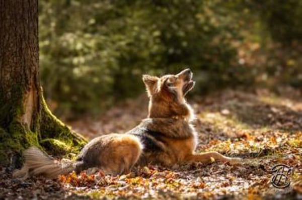 Artemia - großartig, lernwillig