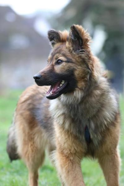 Gismo sucht seine Menschen...