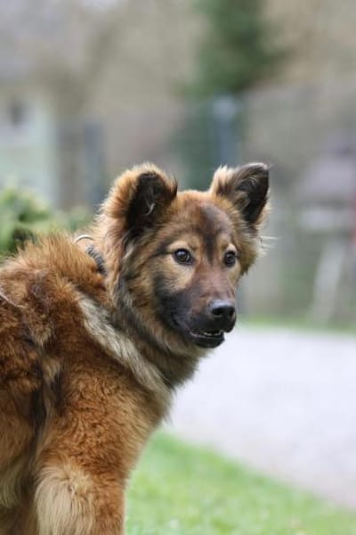 Gismo sucht seine Menschen...