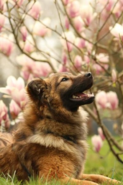 Gismo sucht seine Menschen...