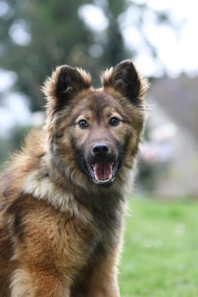 Gismo sucht seine Menschen...