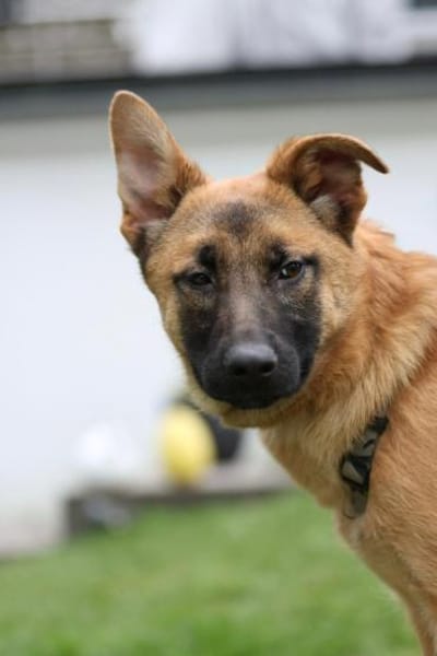 Pumuckel möchte sein Herz verschenken...