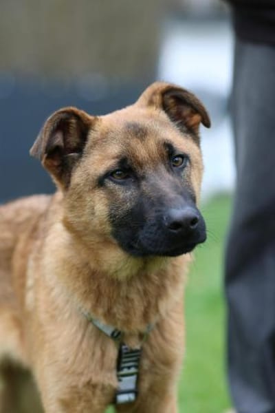 Pumuckel möchte sein Herz verschenken...