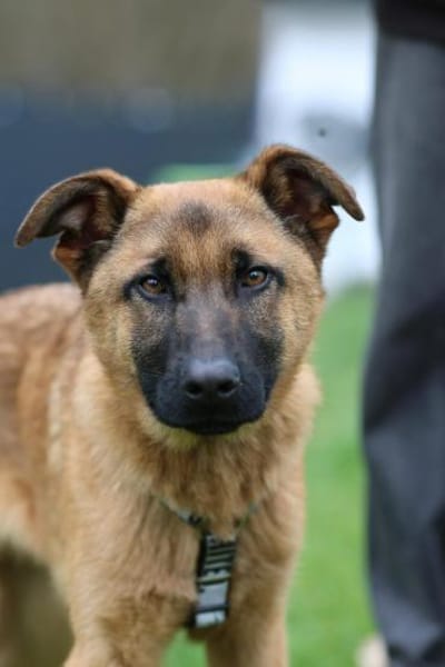 Pumuckel möchte sein Herz verschenken...