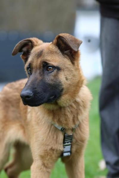 Pumuckel möchte sein Herz verschenken...