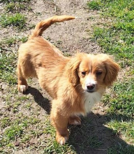 SIDONA -Rundum tolles Hundekind-