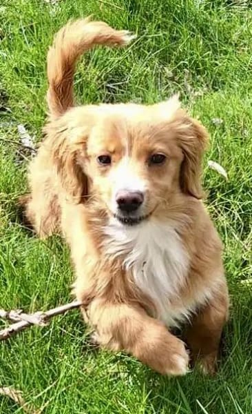 SIDONA -Rundum tolles Hundekind-