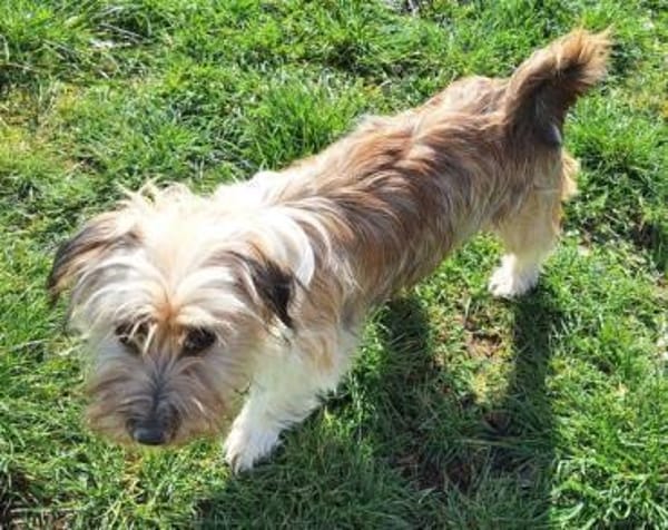 ERNI -verschmuster Familienhund-