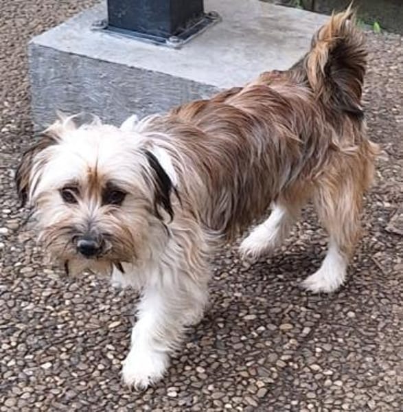 ERNI -verschmuster Familienhund-