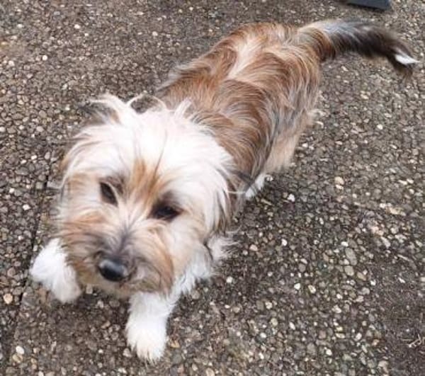 ERNI -verschmuster Familienhund-