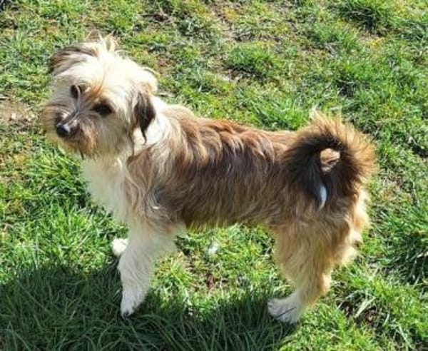 ERNI -verschmuster Familienhund-