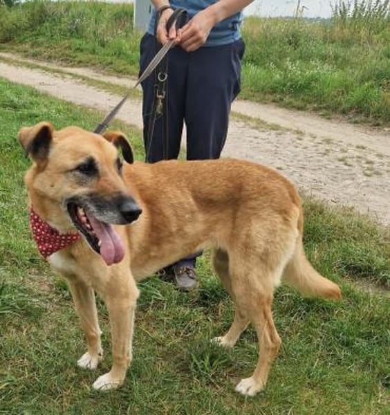 Freundliche,hübsche Elsa