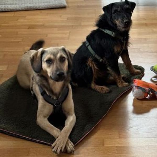 🧡Sanfte Chai sucht Dich 🧡